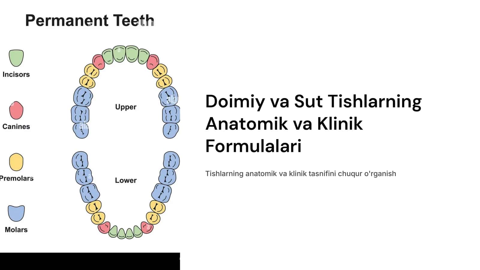 Doimiy va sut tishlarning anatomik va klinik formulalari. 1