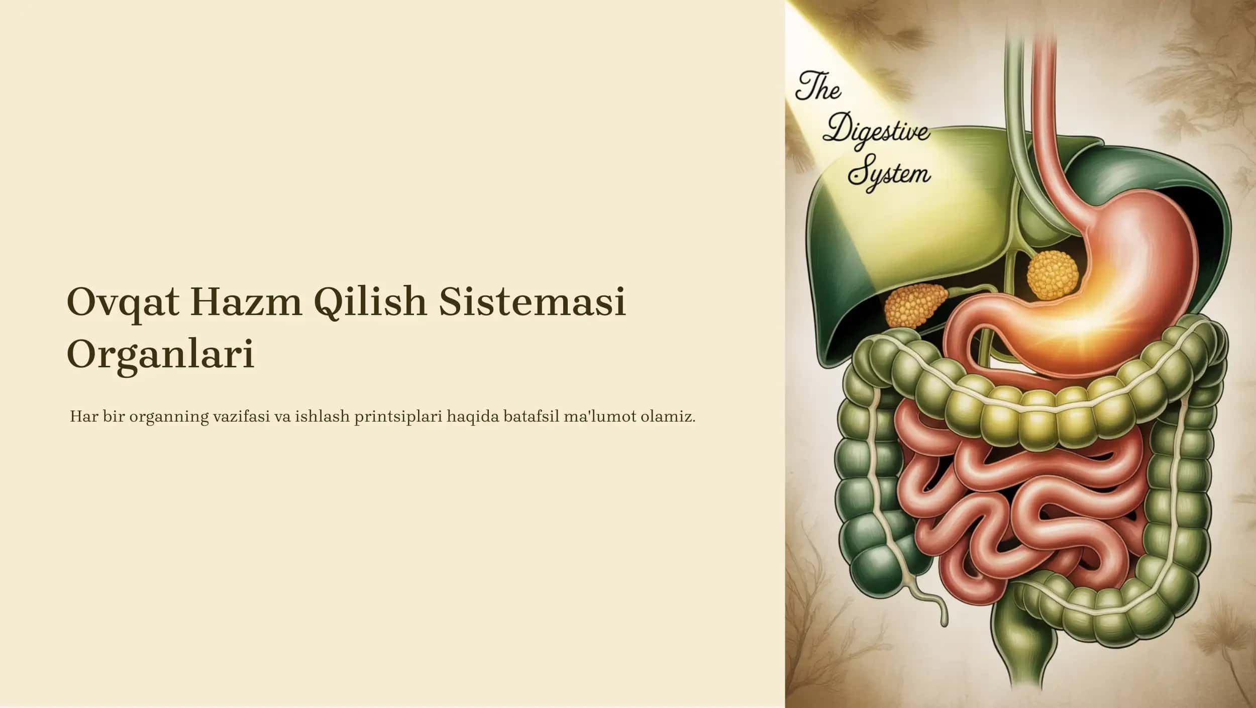 Ovqat Hazm Qilish Sistemasi Organlari 1