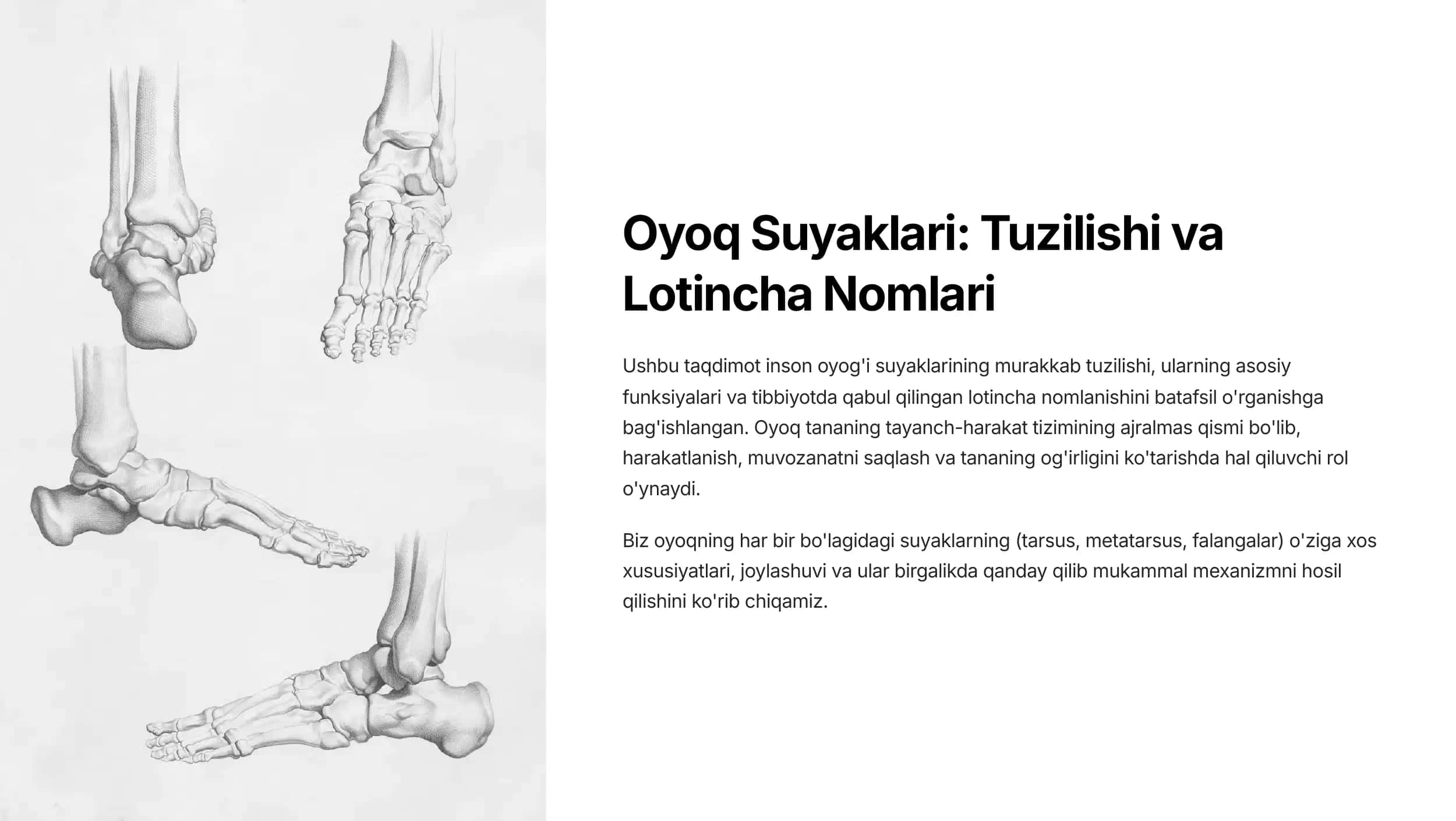 anatomiya fanidan oyoq suyaklari mavzusu uchun prezentatsiya 1