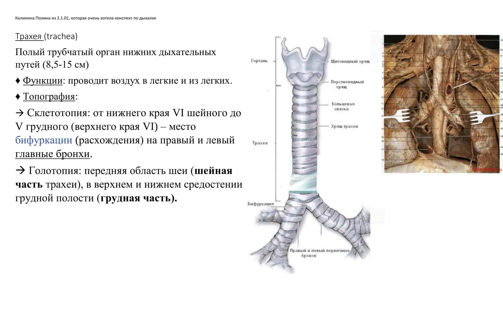 Трахея (trachea) 1
