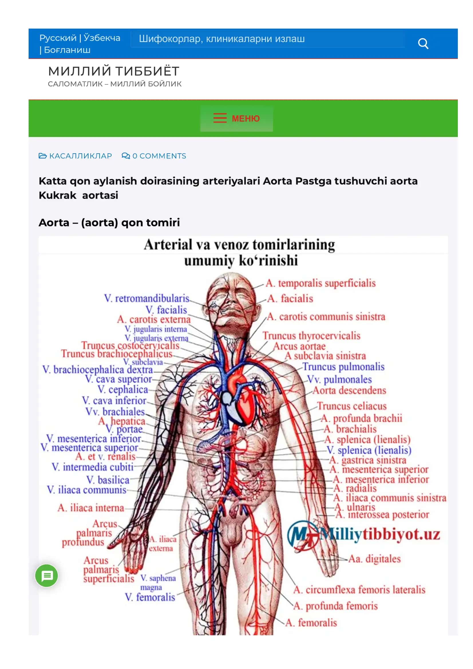 Katta qon aylanish doirasining arteriyalari Aorta Pastga tushuvchi aorta Kukrak aortas 1
