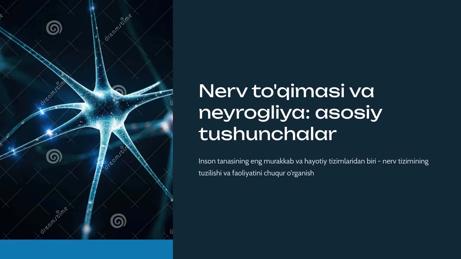 Nеrv to'qima. Nеyrogliya 1