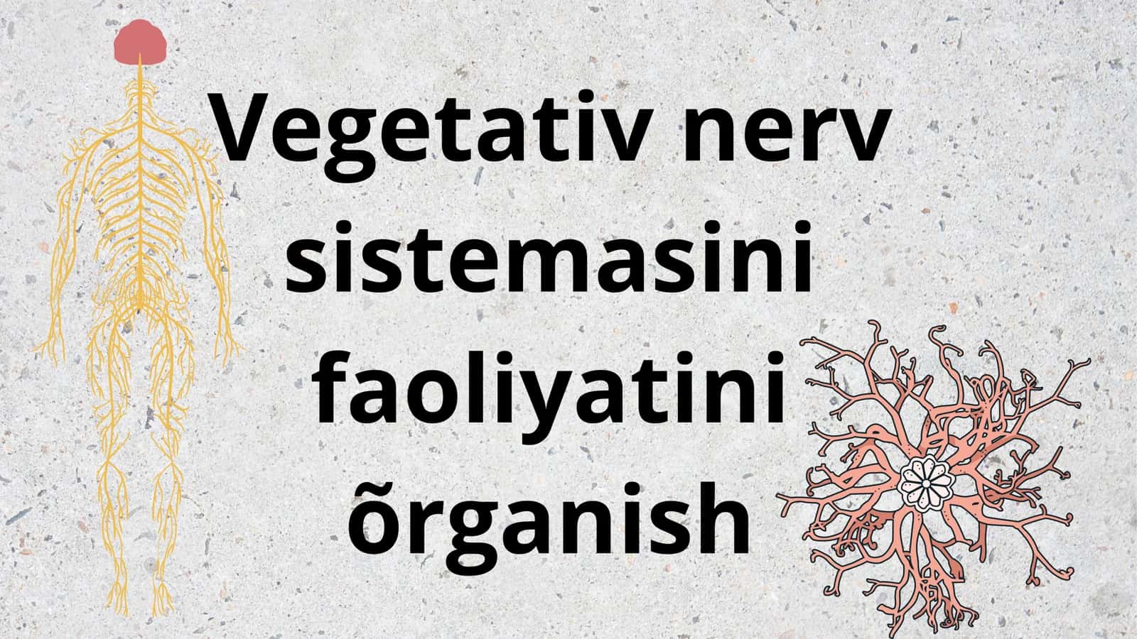 Vegetativ nerv sistemasi. 1