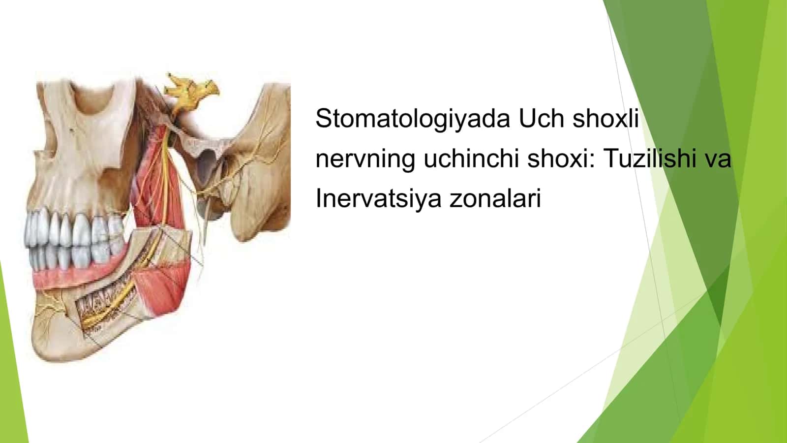 Stomatologiyada Uch shoxli nervning uchinchi shoxi 1