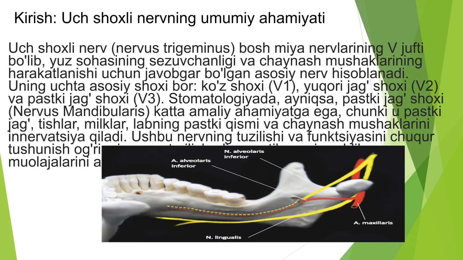 Stomatologiyada Uch shoxli nervning uchinchi shoxi 2