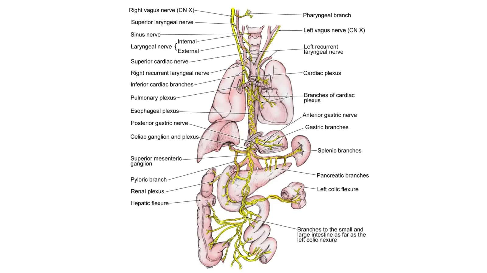Nervus Vagus anatomiyasi 2