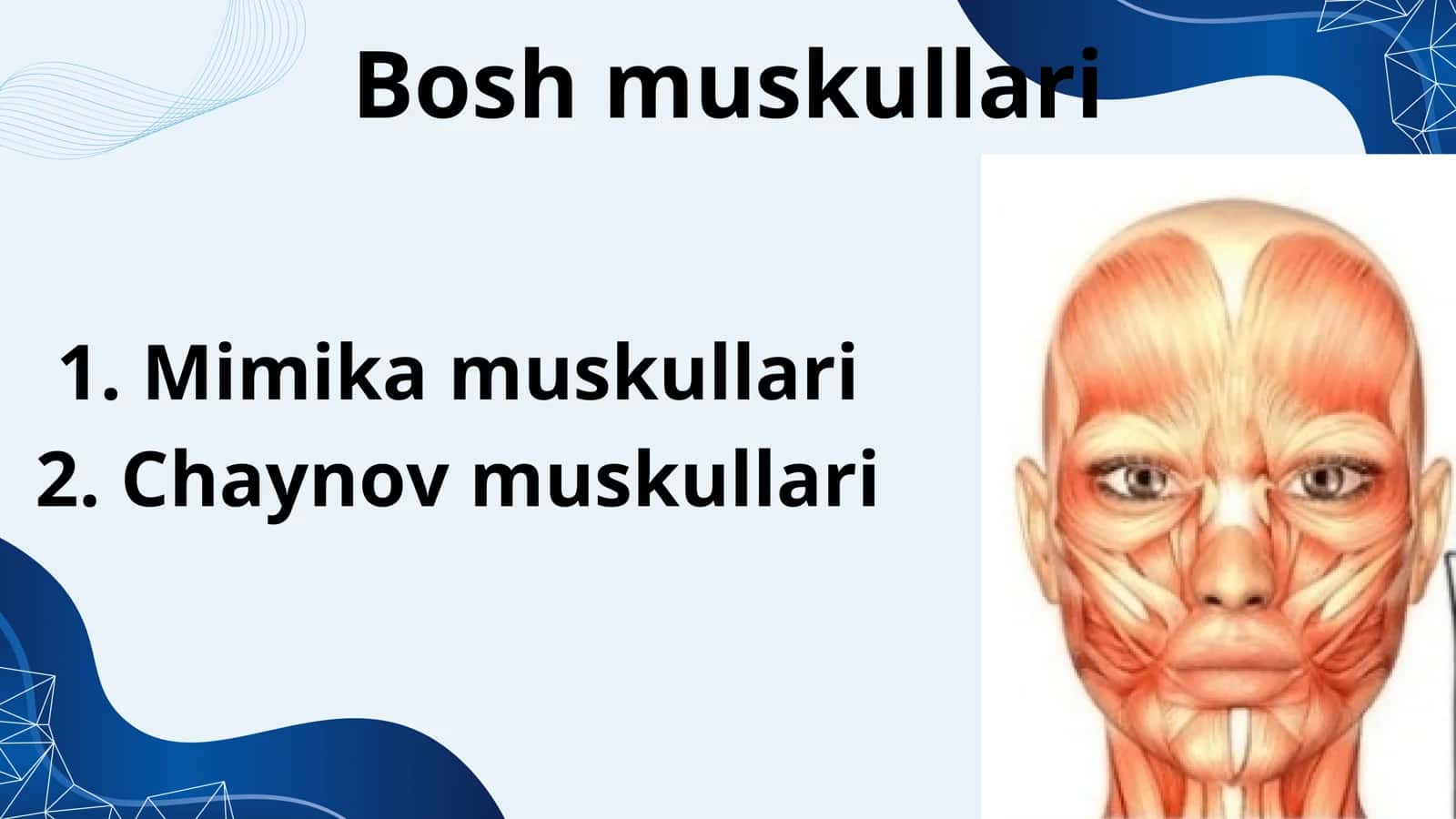 Bosh muskullari chaynash va mimika 2