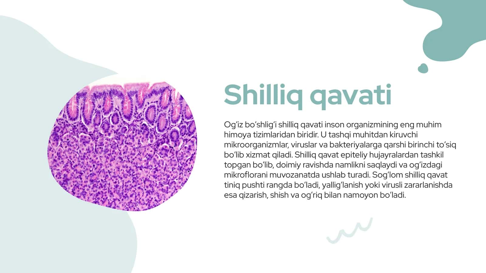 Ogʻiz boʻshligʻi shilliq qavati 2