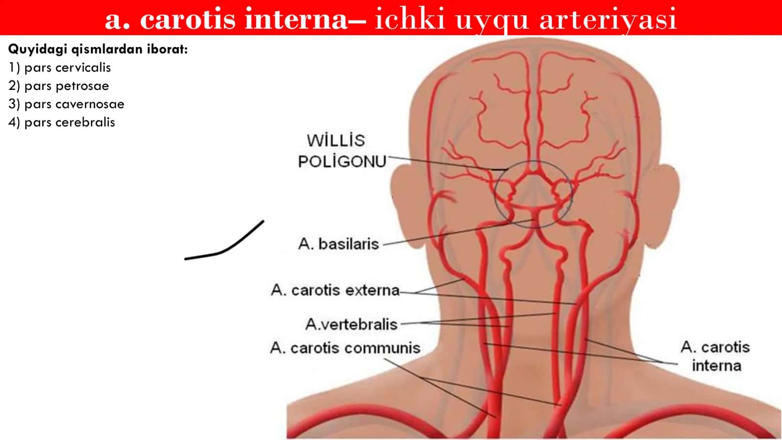 Angiologiya Uyqu Arteriyalari 2