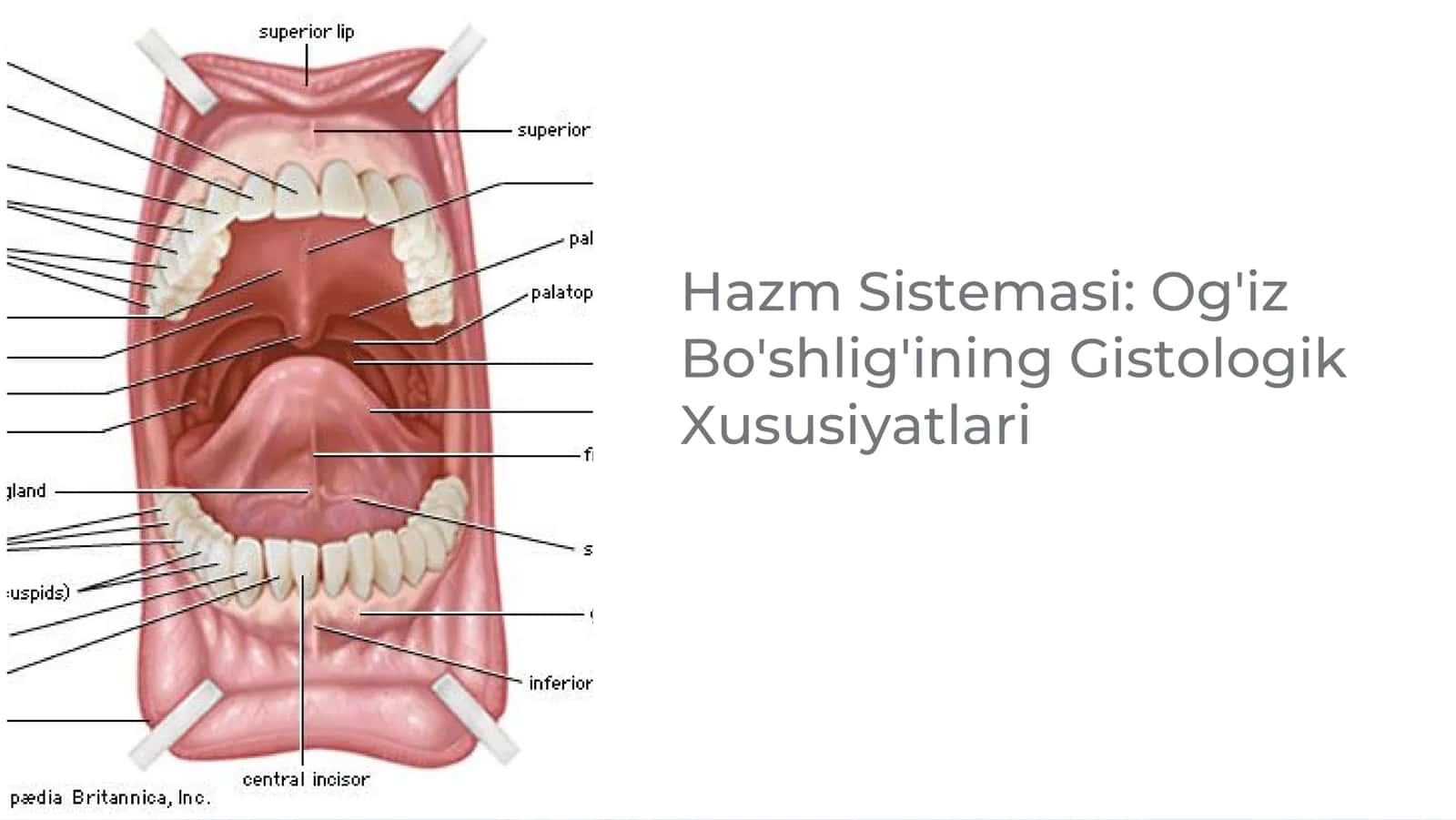 Gistologiya fanidan qayta o'zlashtirish ishi 2