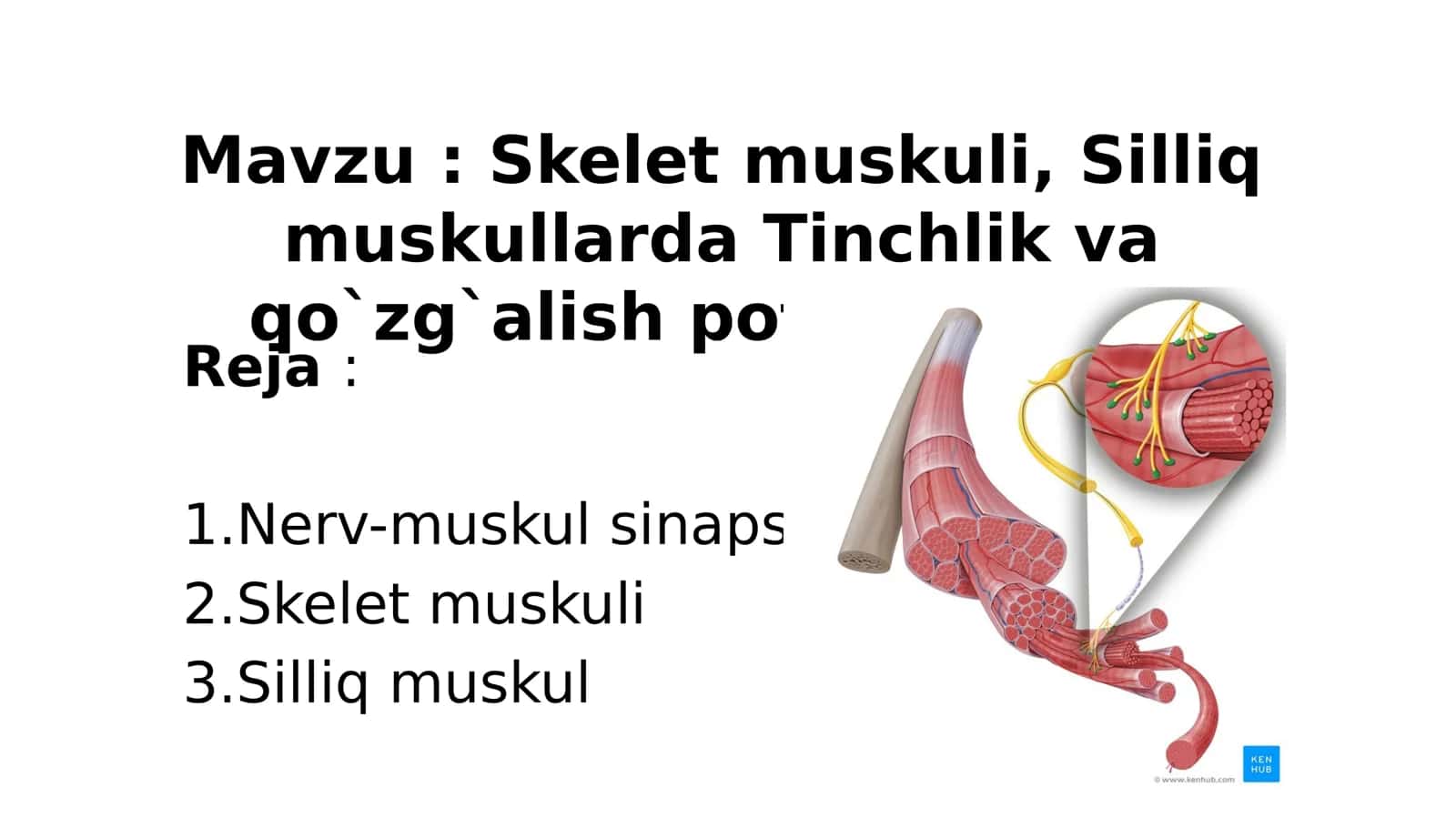 Skelet muskuli, Silliq muskullarda Tinchlik va qo`zg`alish potensiyallari 2