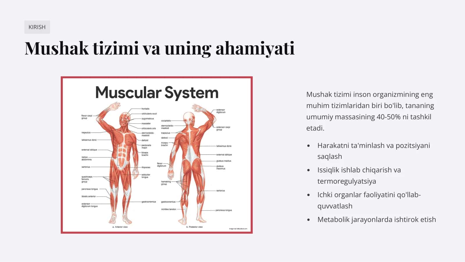 Mushak  qisqarish mеxanizmining morfologik asoslari 2