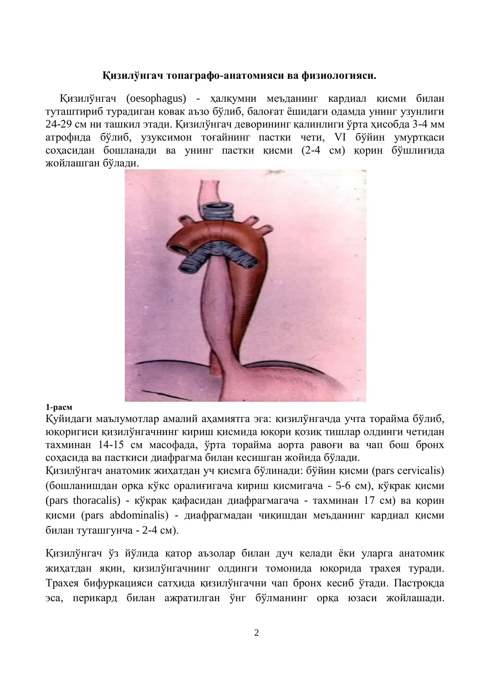 Қизилўнгач топаграфо-анатомияси ва физиологияси 2