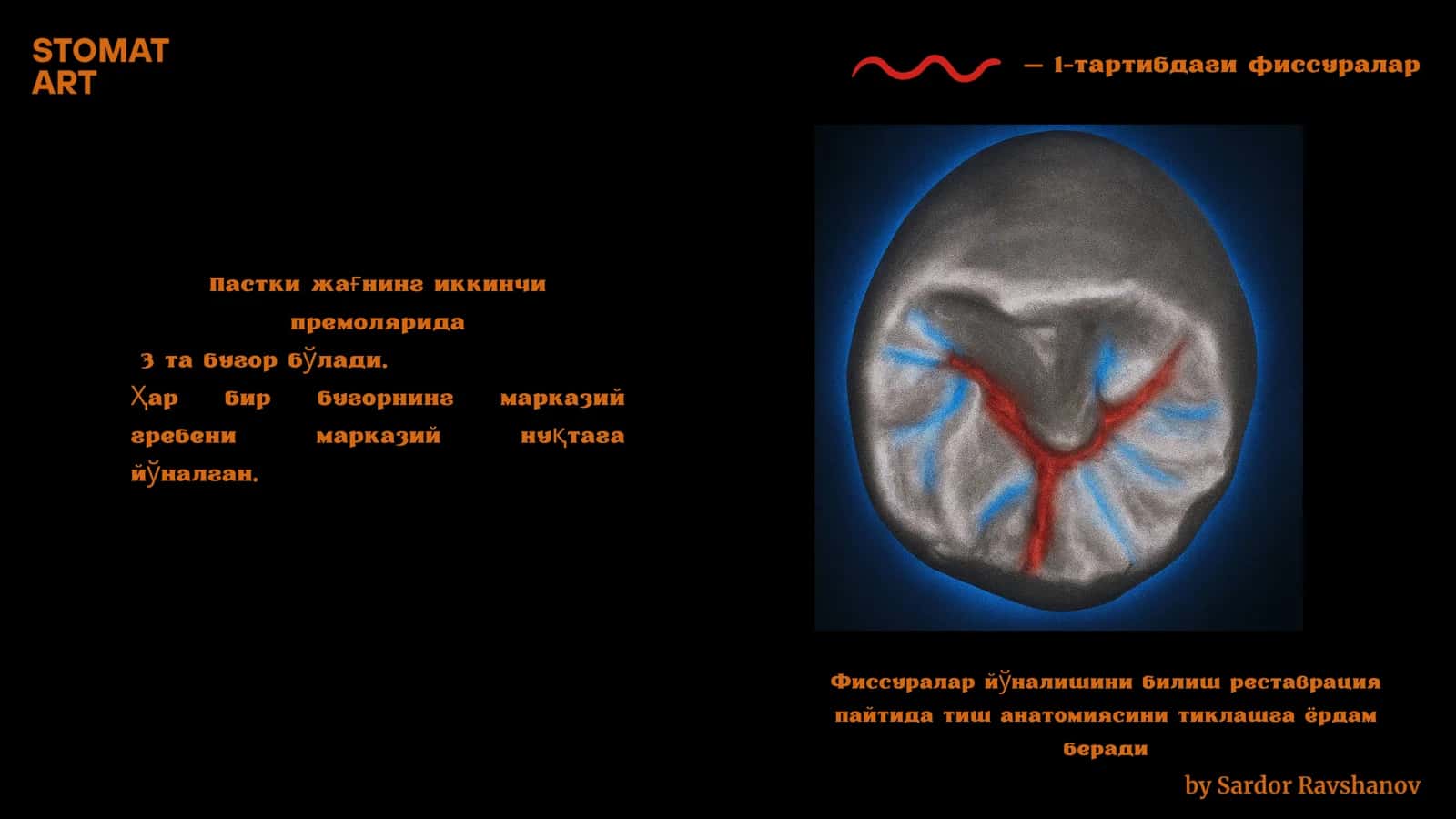 Tishning oklyuza Anatomiyasi 2