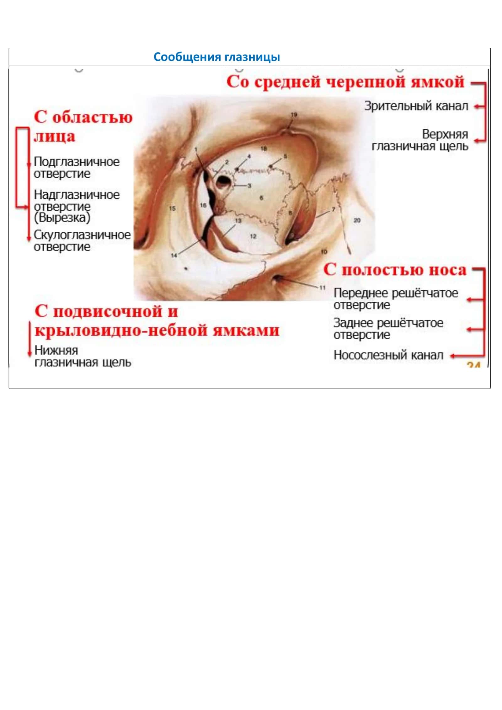 Полость глазницы(orbita) 2