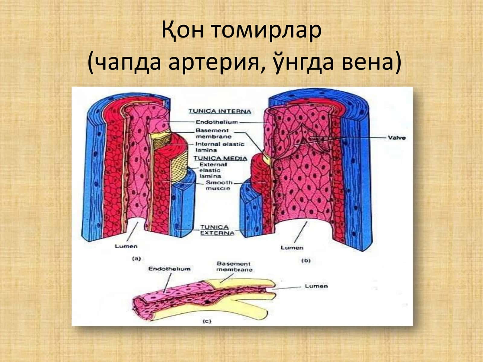 Артериялар ва микроциркулятор қон томирлар 2