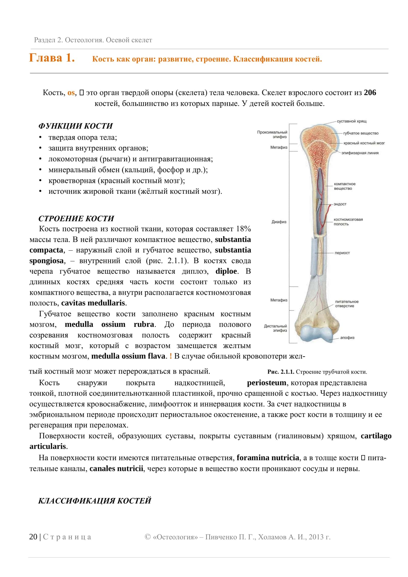 Остеология. Осевой скелет 2