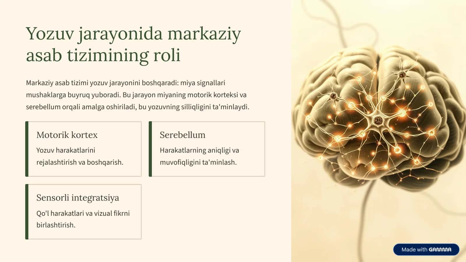 Chiroyli yozuv malakasini shakllantirishning fiziologik asoslari 2