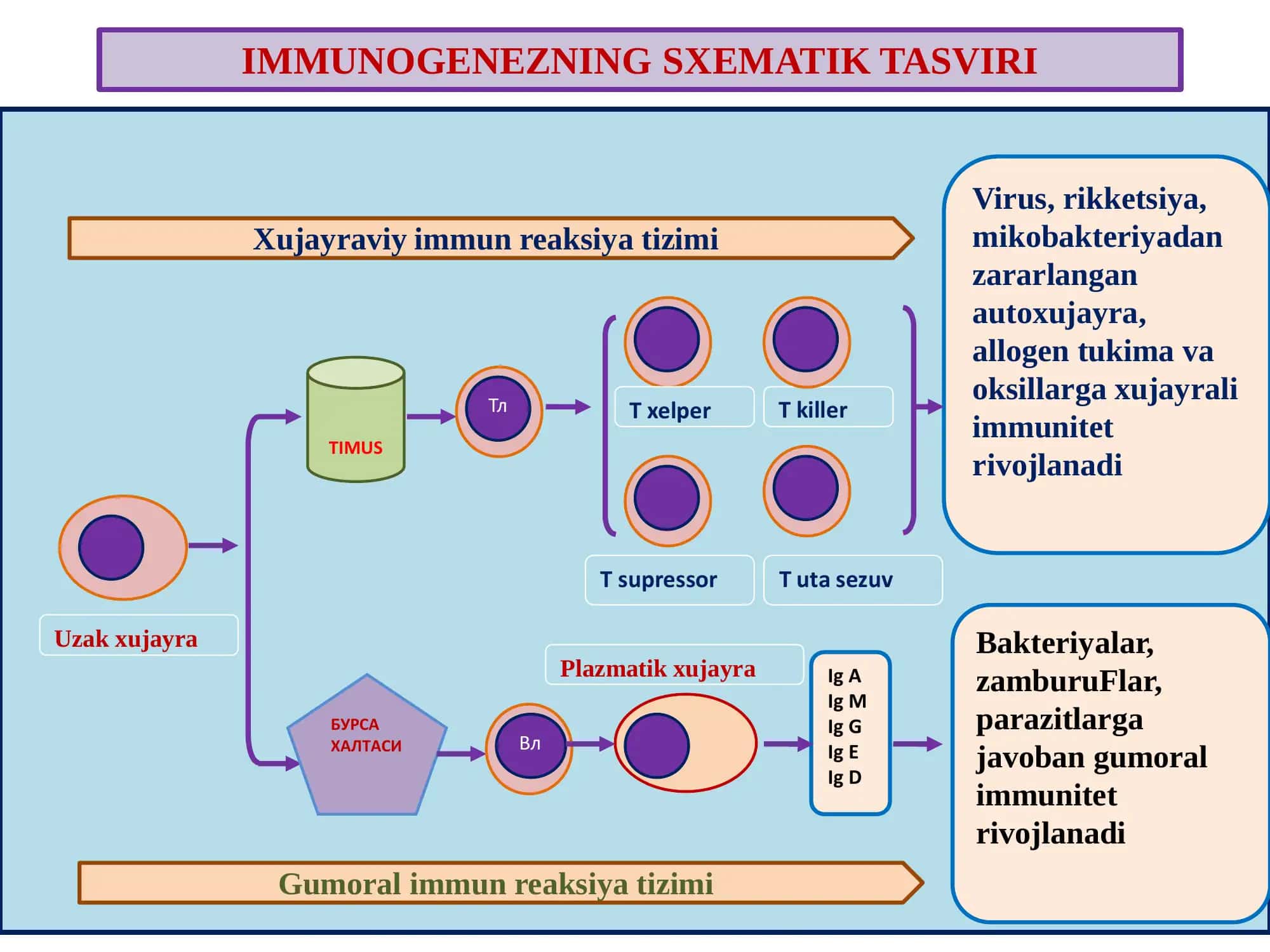 Immunapatologik jarayonlar. O’a sezuvchanlik reaksiyalari. Autoimmun kasalliklar 2