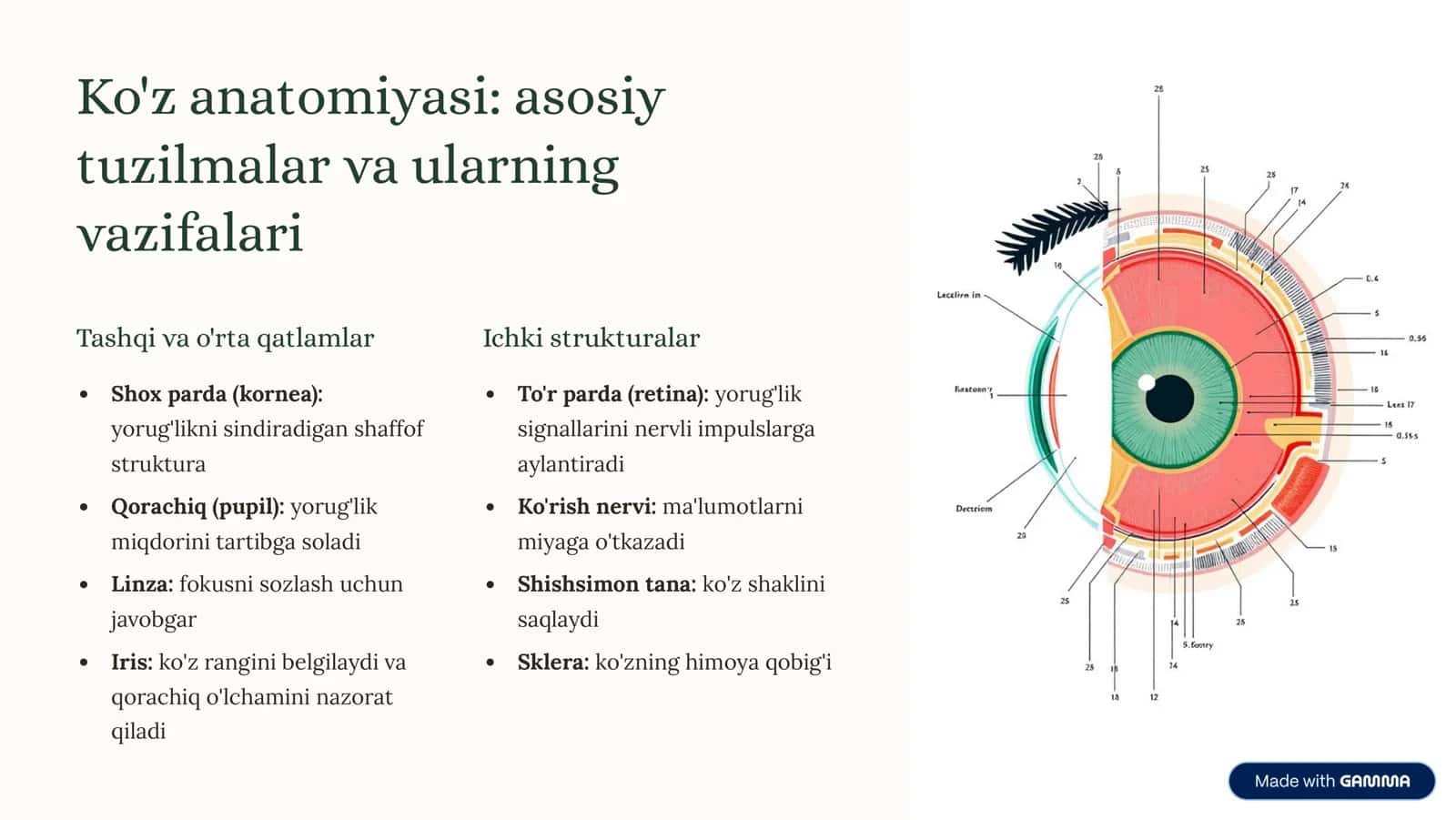 Ko'rish organlari fiziologiyasi va kasalliklari 2