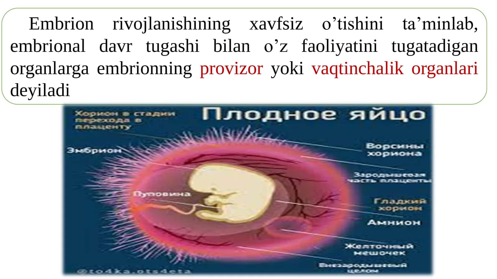 Provizor aʼzolarning shakllanishi. Odam embrional rivojlanishi 2