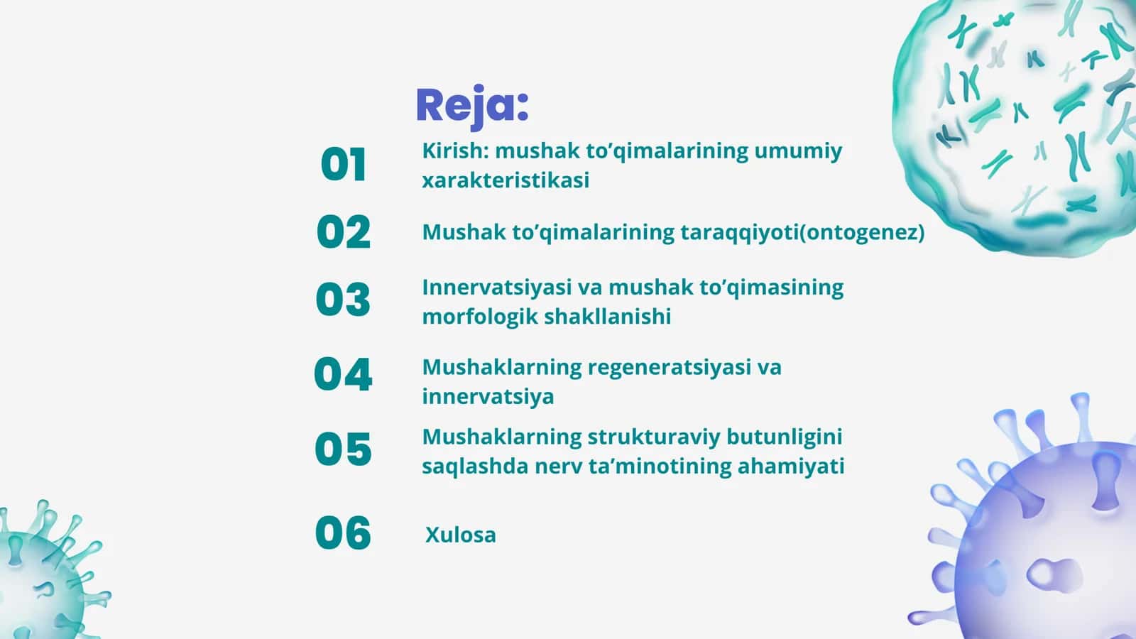 Mushaklarning taraqqiyoti, regeneratsiyasi va strukturaviy butunligini saqlanishida innervatsiyasining ahamiyati 2