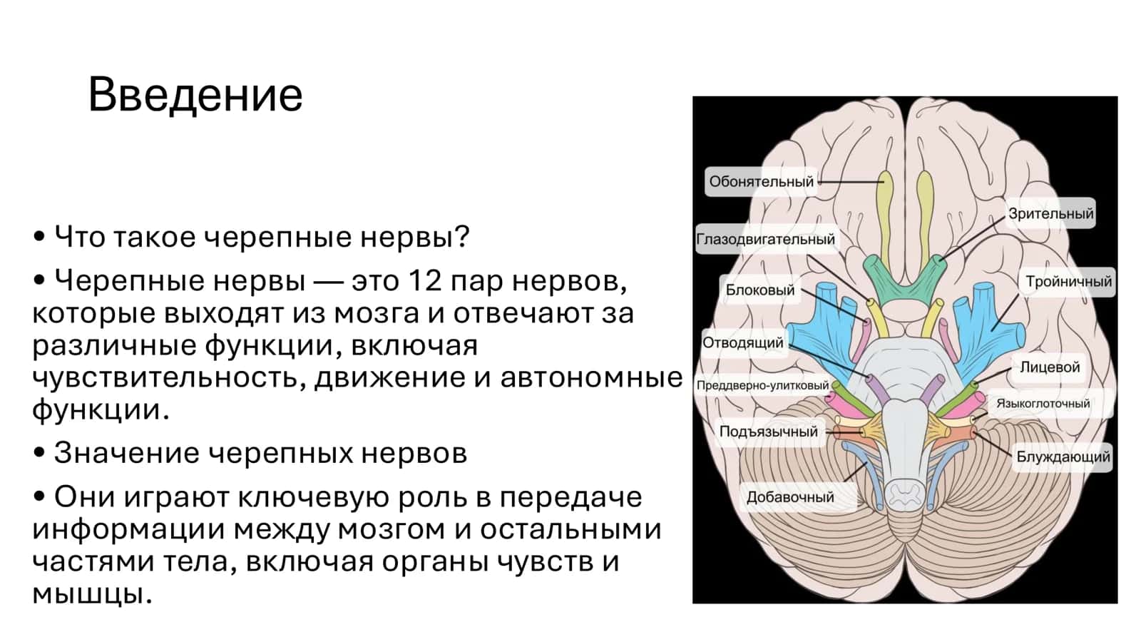 Нервы черепа: пары нервов 2