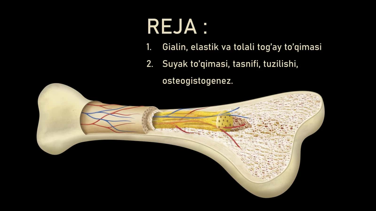 GISTOLOGIYA VA TIBBIY BIOLOGIYA KAFEDRASI 2