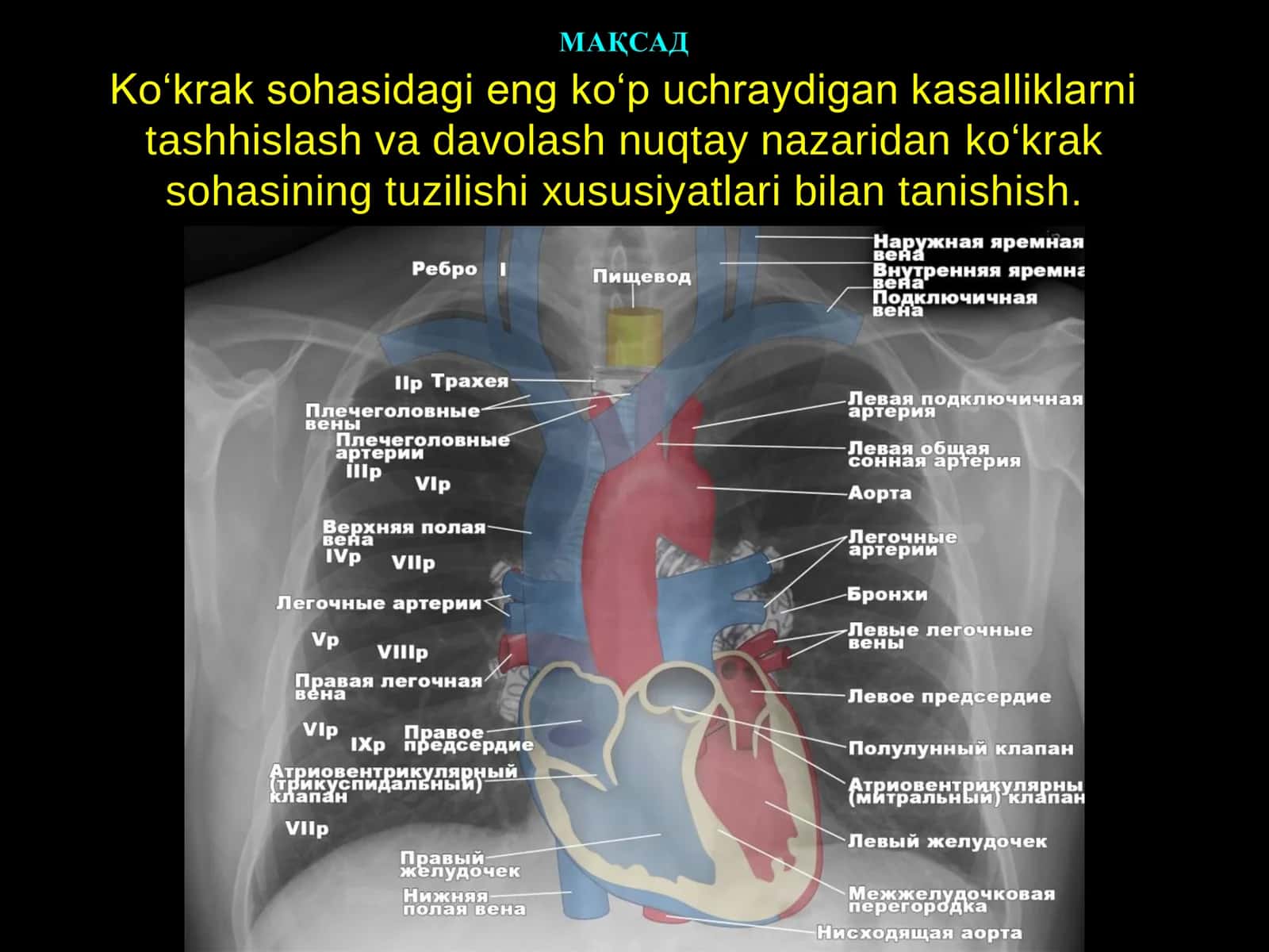 ANATOMIYA, KLINIK ANATOMIYA KAFEDRASI MAQSADI VA REJASI 2