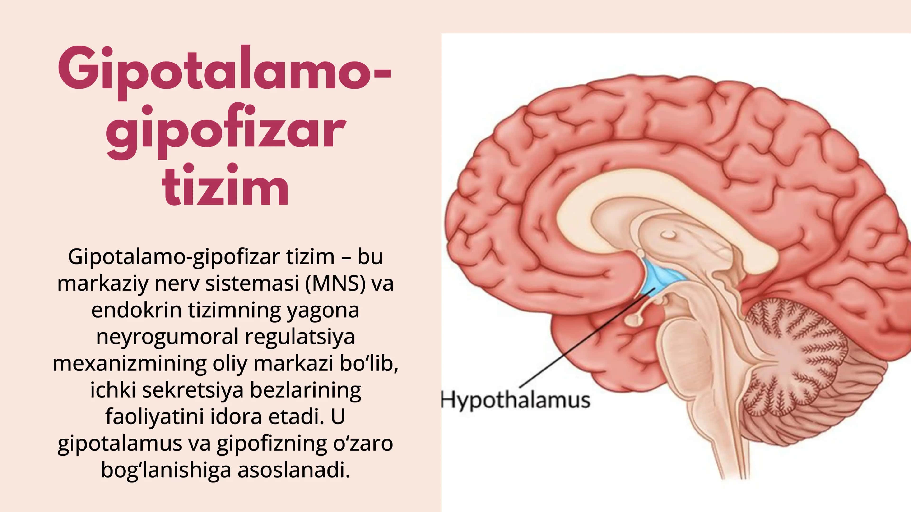 Gipotalamo-gipofizar tizim 2