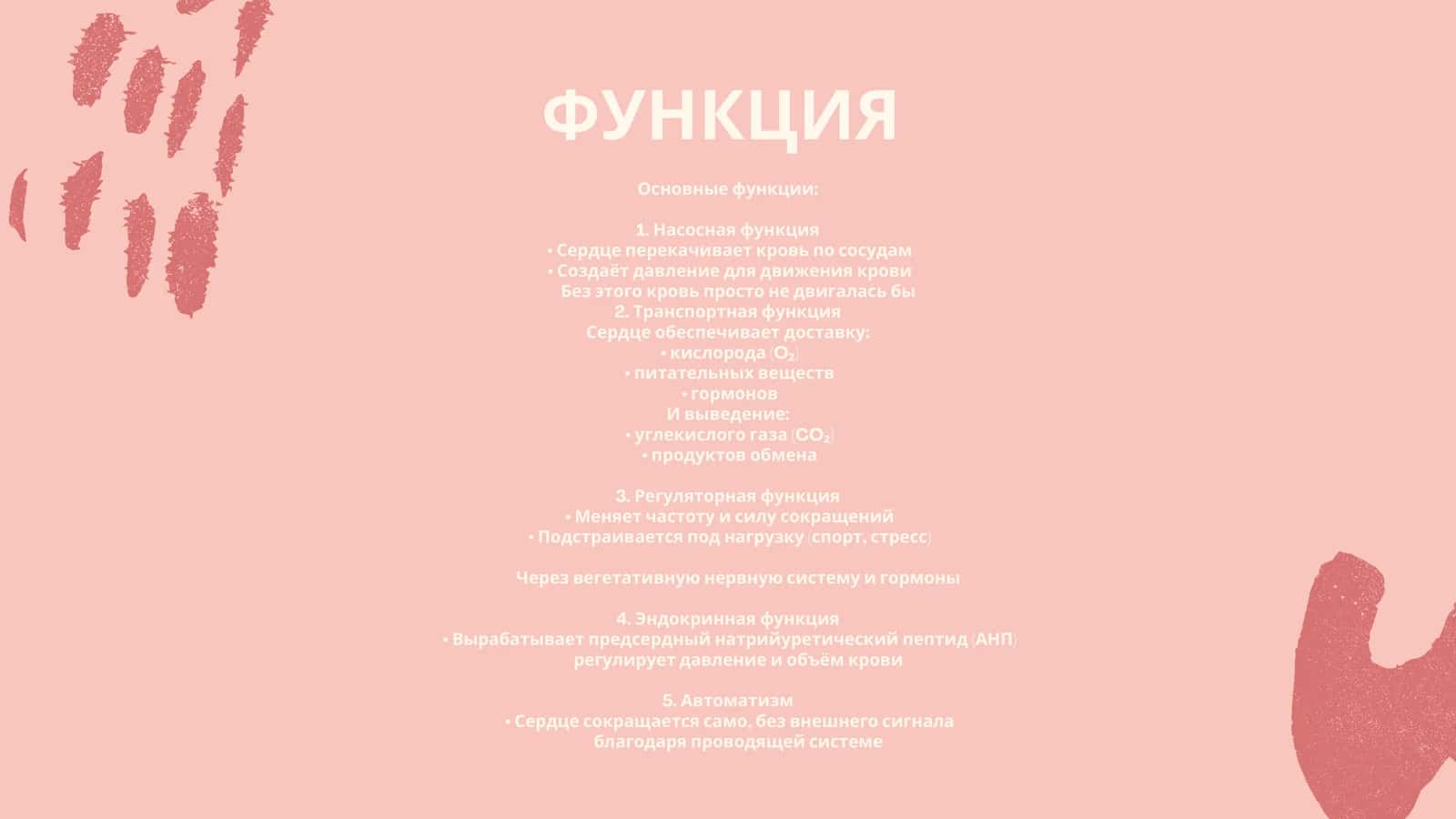 КРУГИ КРООБРАЩЕНИЯ.СЕРДЦЕ, ВОЗРАСТНЫЕ ИЗМЕНЕНИЯ У ДЕТЕЙ РАЗЛИЧНОГО ВОЗРАСТА 2