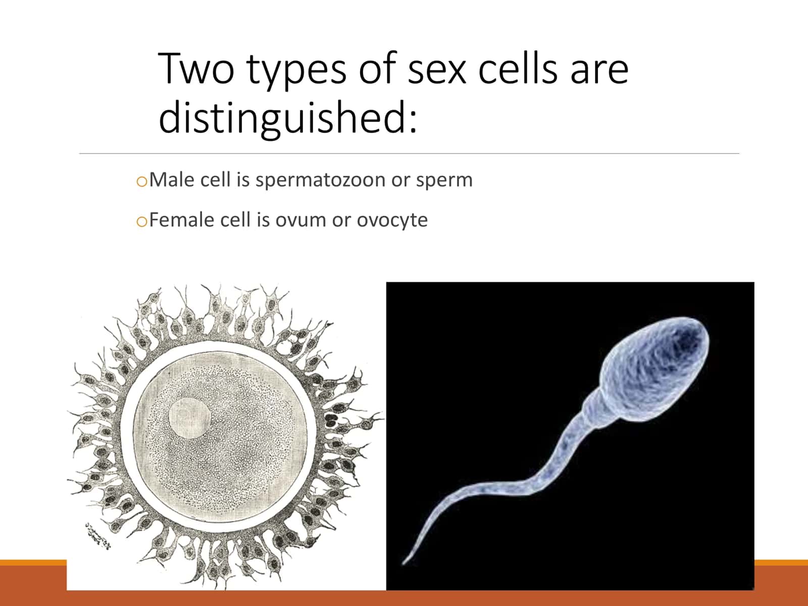 Embriyogenetika 2