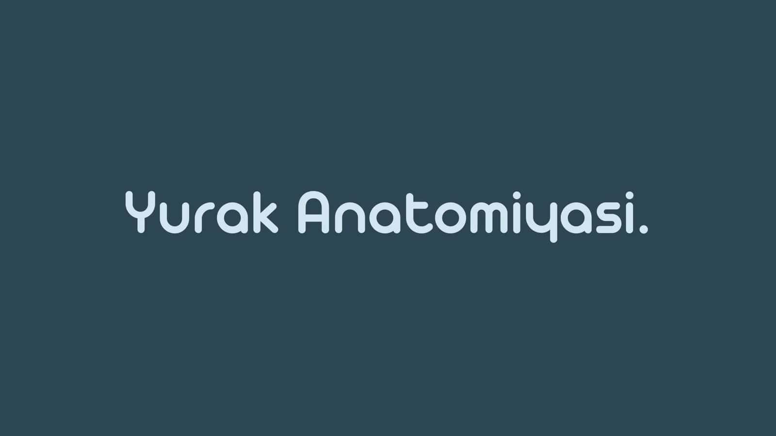 Yurak Anatomiyasi 2
