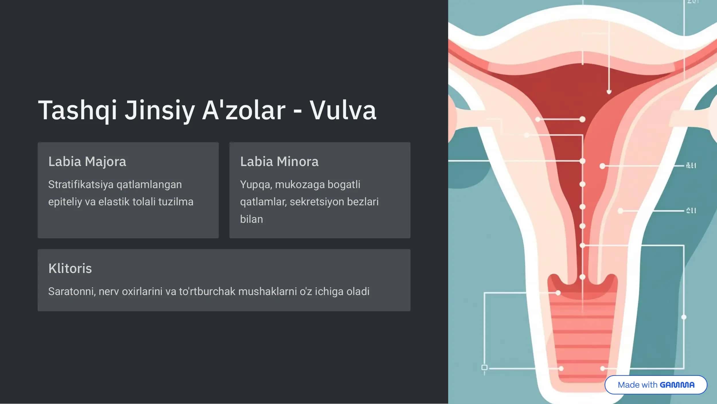 Ayollar Jinsiy A'zolari Gistologik Tuzulishi 2
