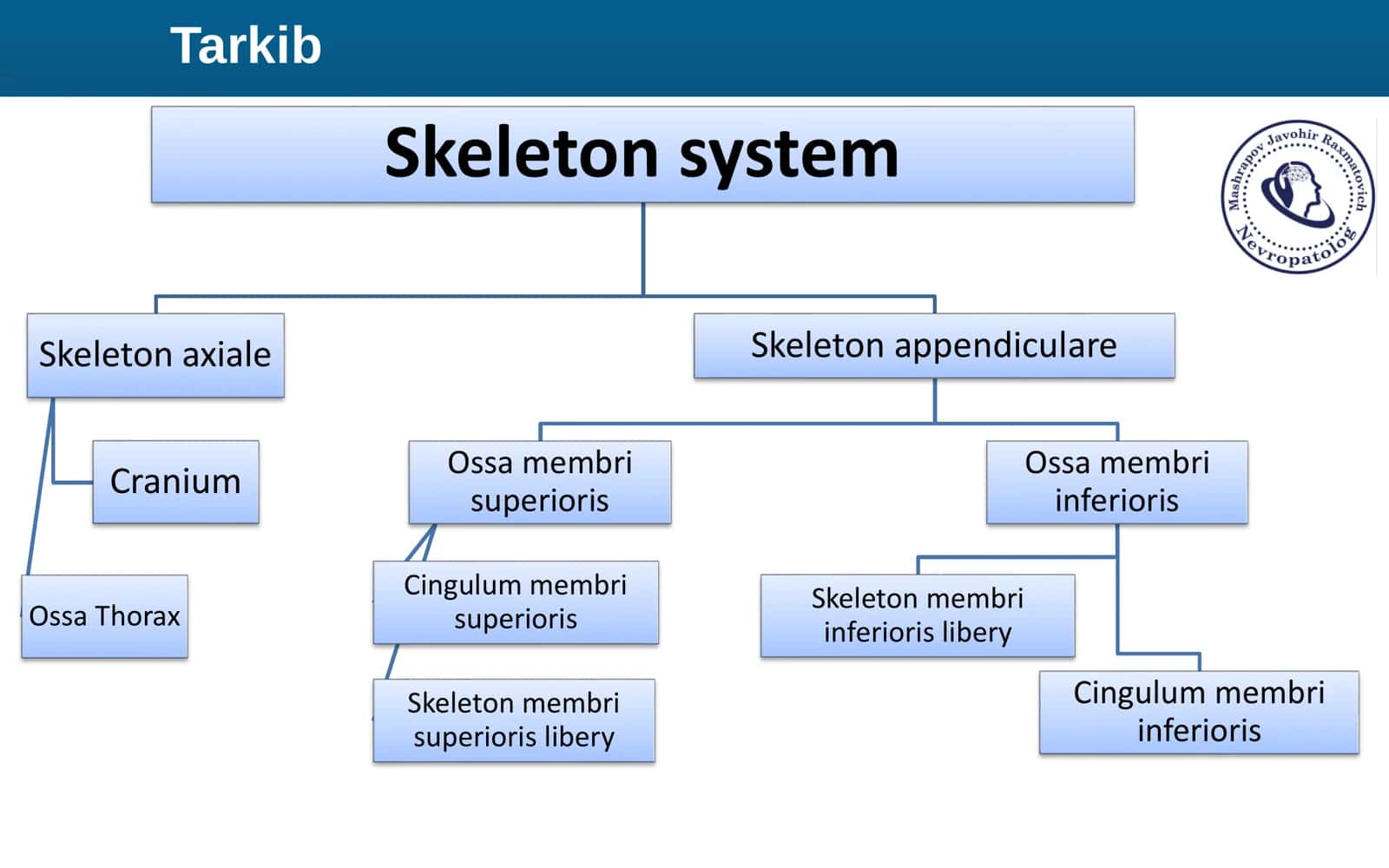 Qolning Erkin Suyaklari Yelka Bilak Tirsak Anatomiya 2