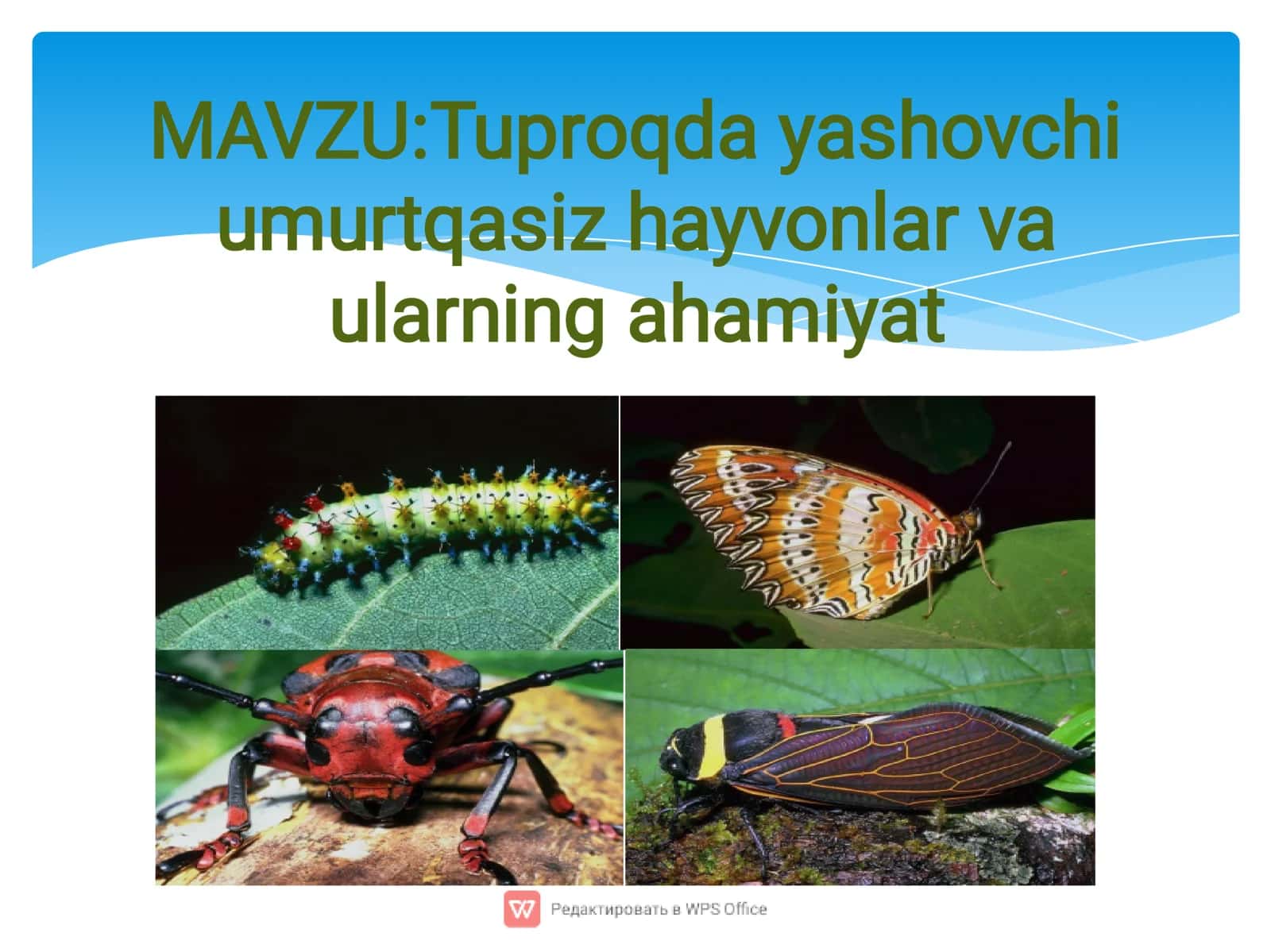 Tuproqda yashovchi umurtqasiz hayvonlar va ularning ahamiyati 2