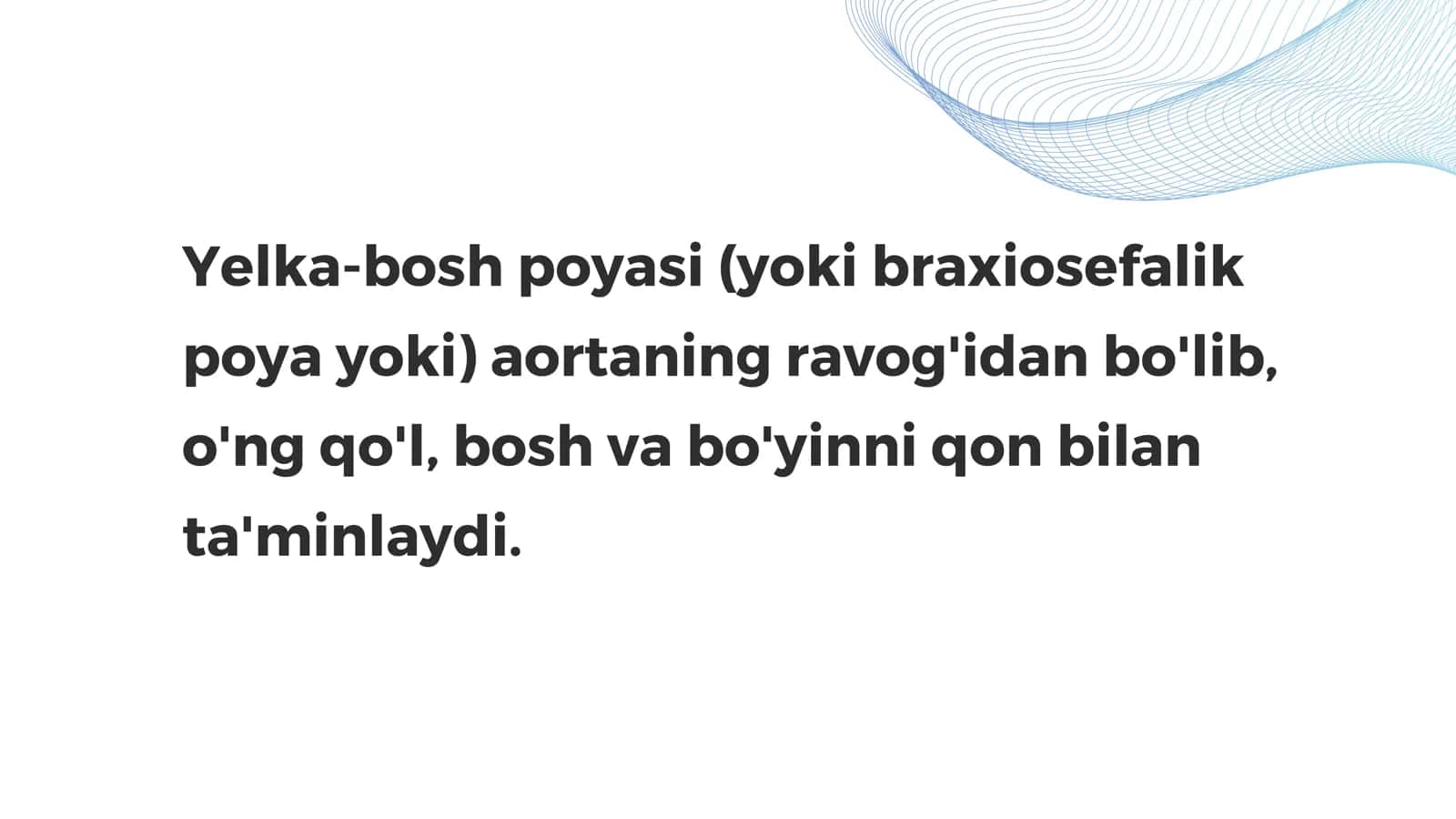 Yelka-bosh poyasi 2