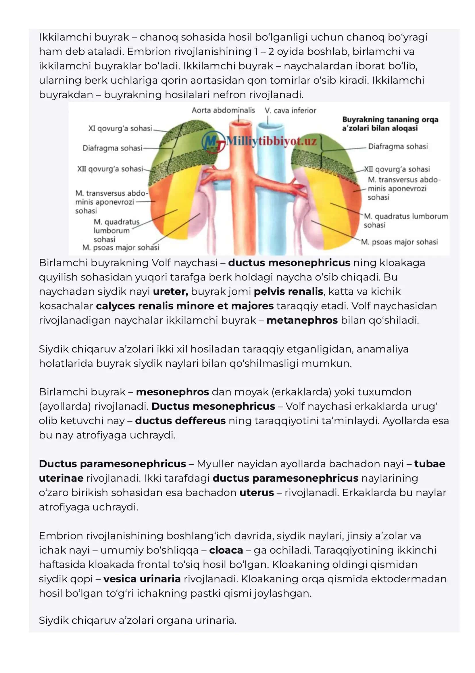 Siydik chiqaruv azolari sistemasi Buyrak Siydik qopi SIYDIK CHIQARUV A’ZOLAR SISTEMASI (SYSTEMA UROGENITALE) 2