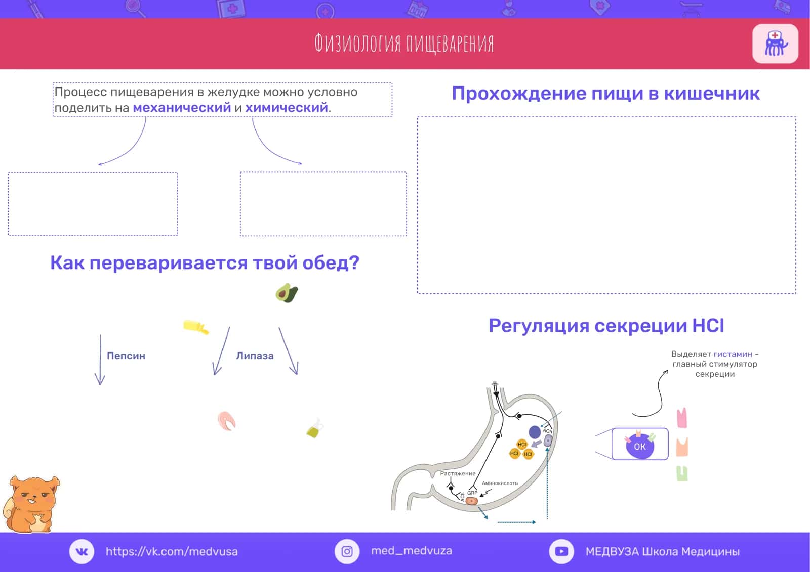 Физиология пищеварения 2