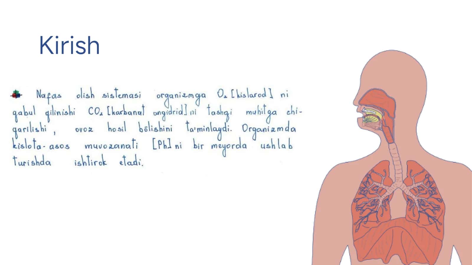 Nafas a’zolari tizimining anatomiyasi, fiziologiyasi va patologiyasi 2