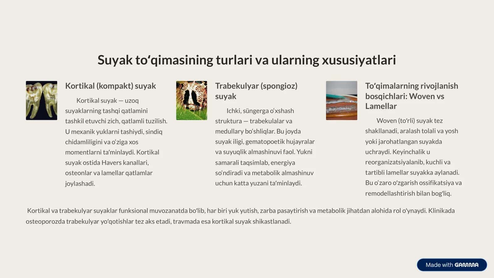 Suyak toʻqimasi 2
