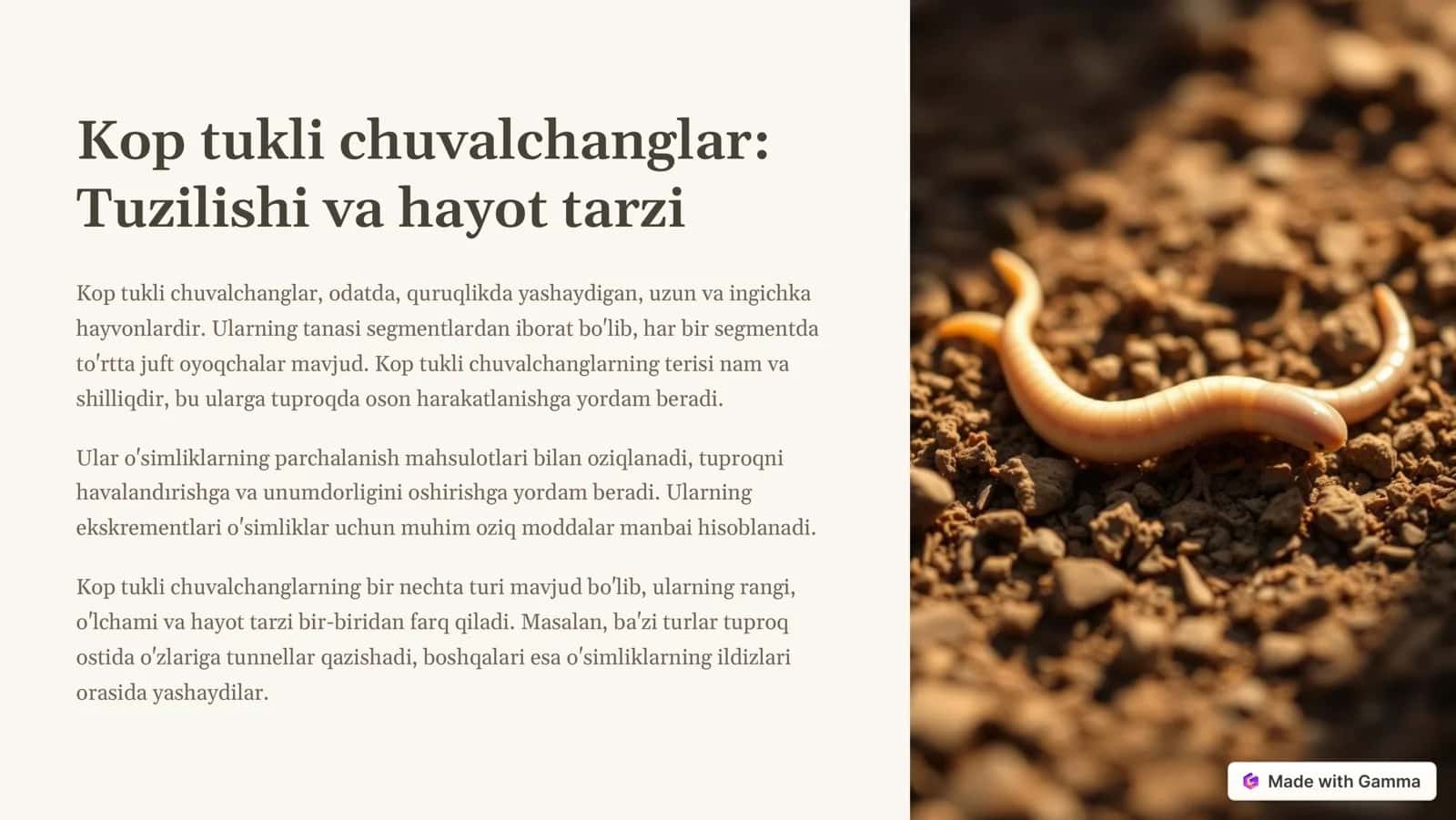 Kop tukli, kam tukli chuvalchanglar, yomg'ir chuvalchang va zuluklar: Umumiy ko'rinish 2