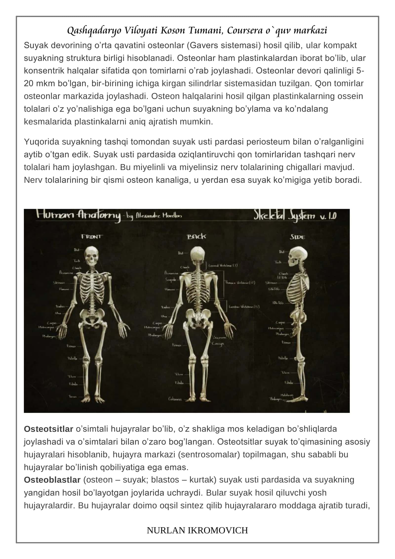 Skelet sistemasi 2