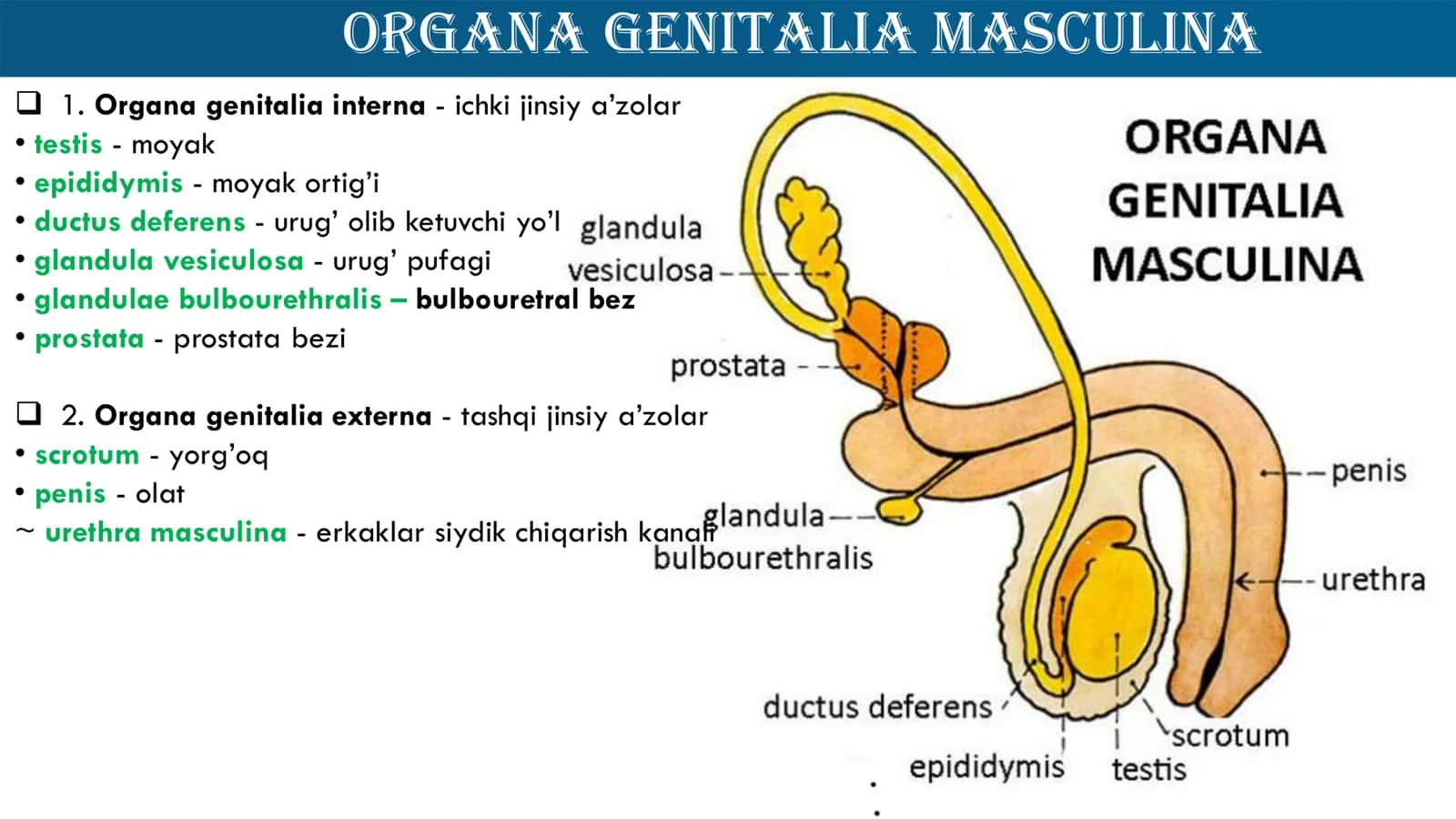Jinsiy Sistema Anatomiyasi 2