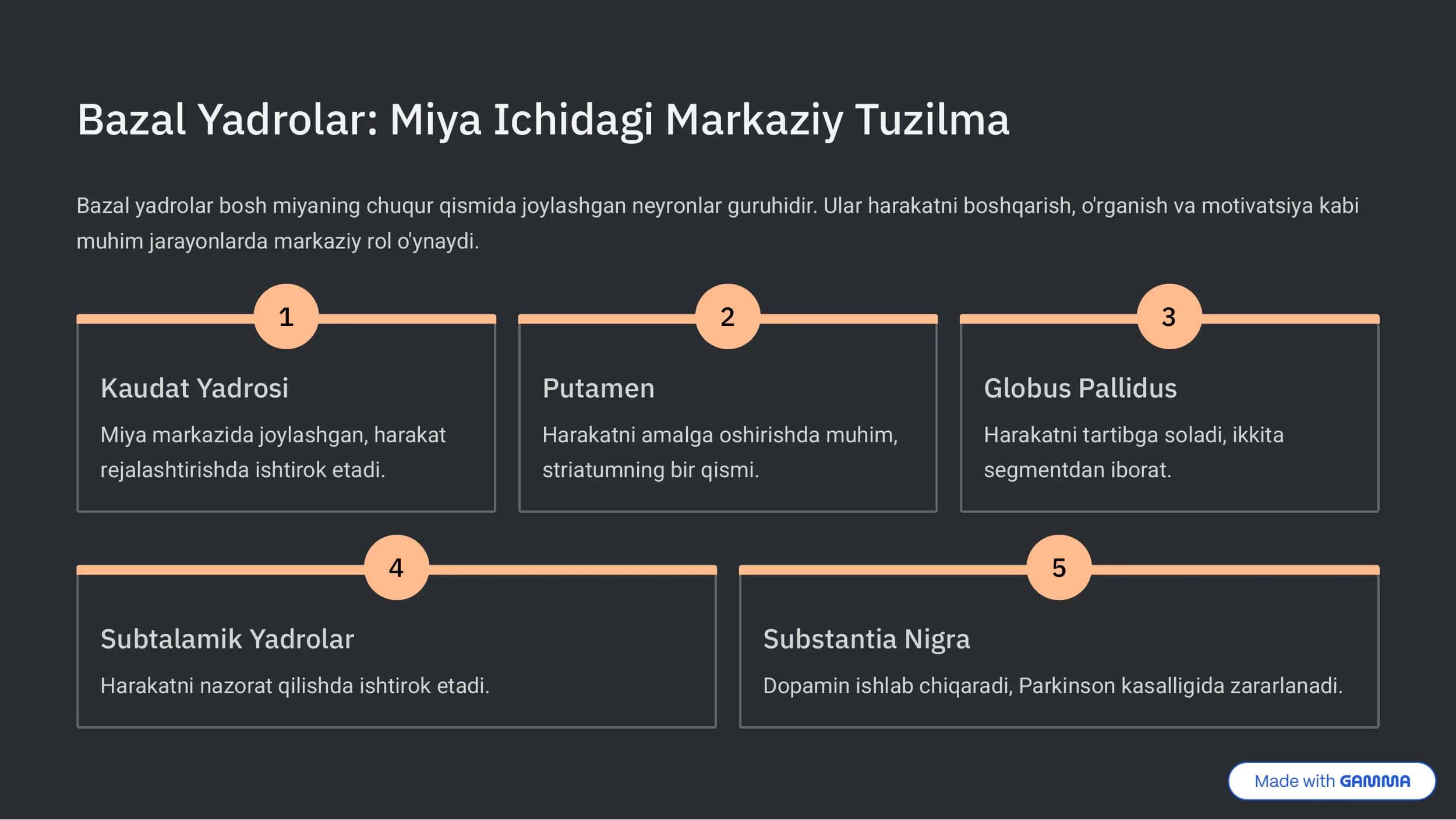 Bazal Yadrolar Joylashuvi 2