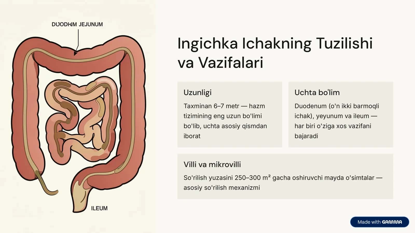Ingichka Ichakda Parchalanish Mahsulotlari So'rilishining Buzilishi 2