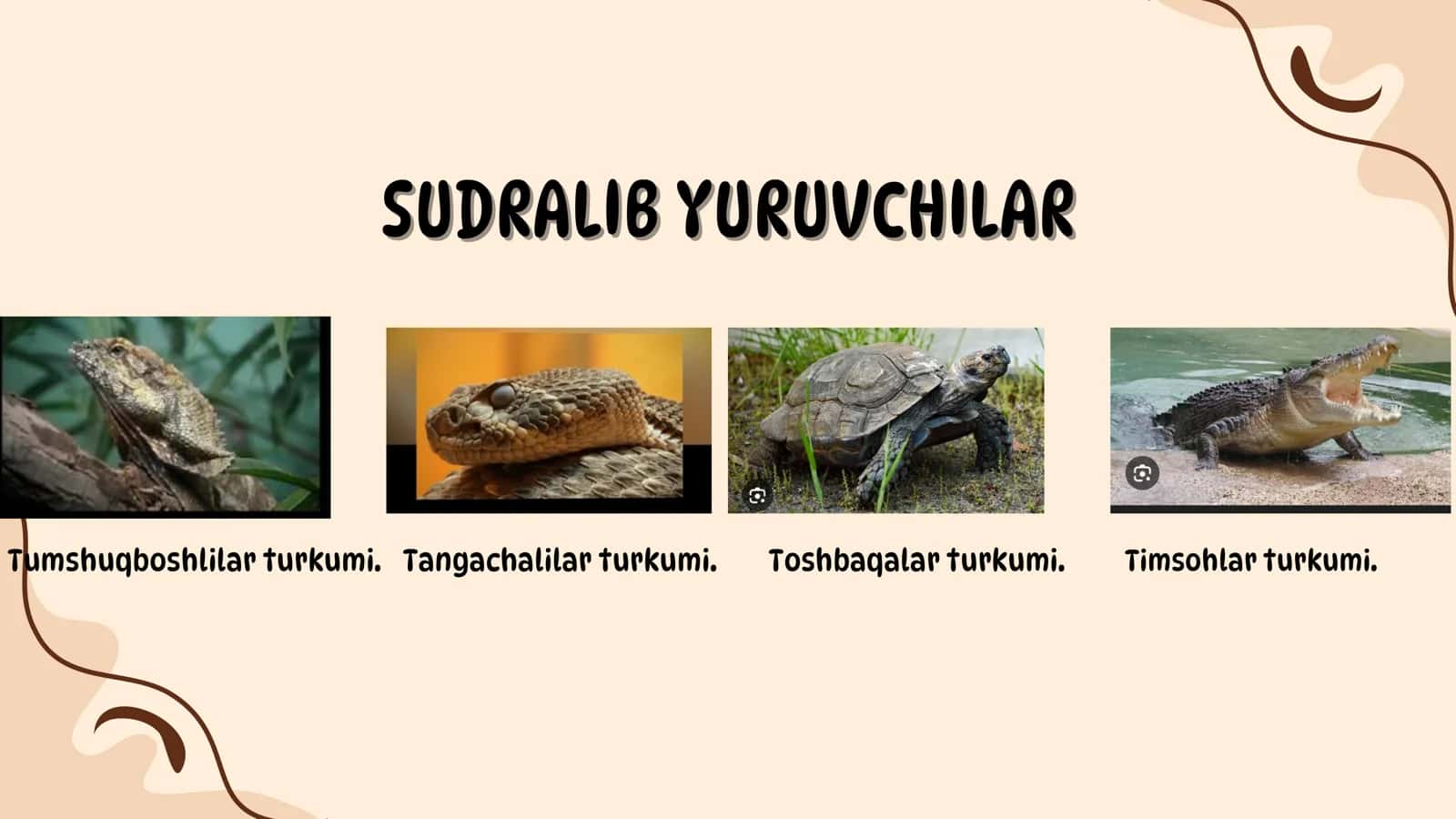 Umirzoqova Sarvaraning zoologiya fanidan taqdimot 2