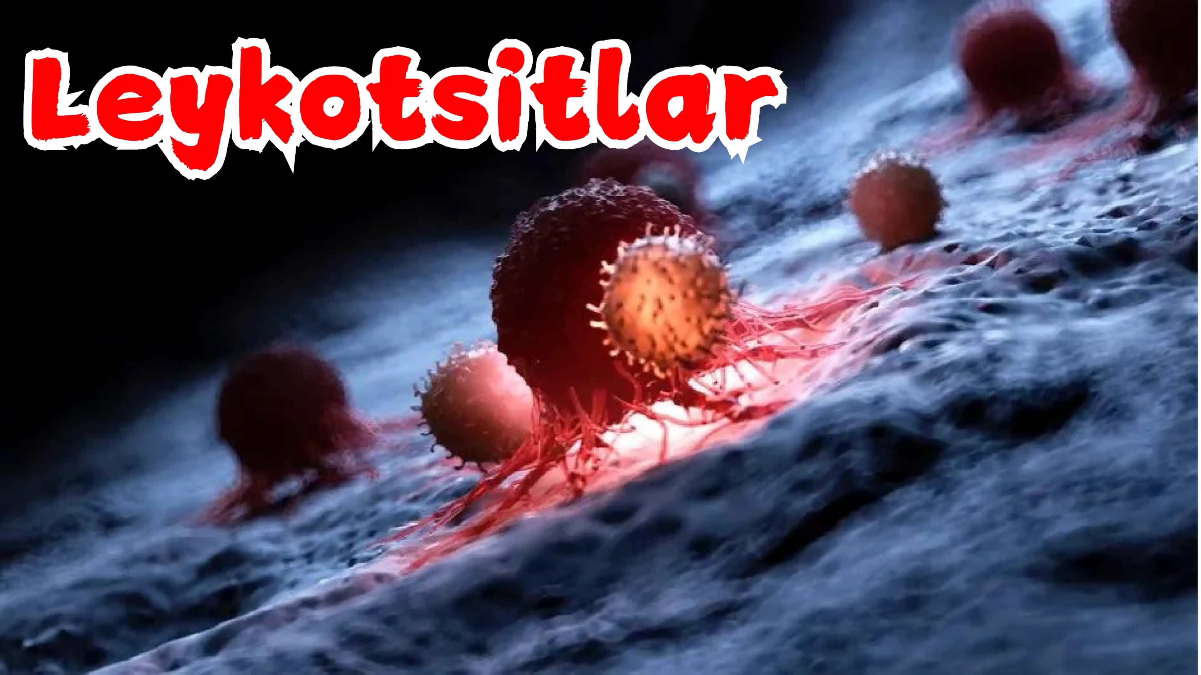 Leykotsitlar 2