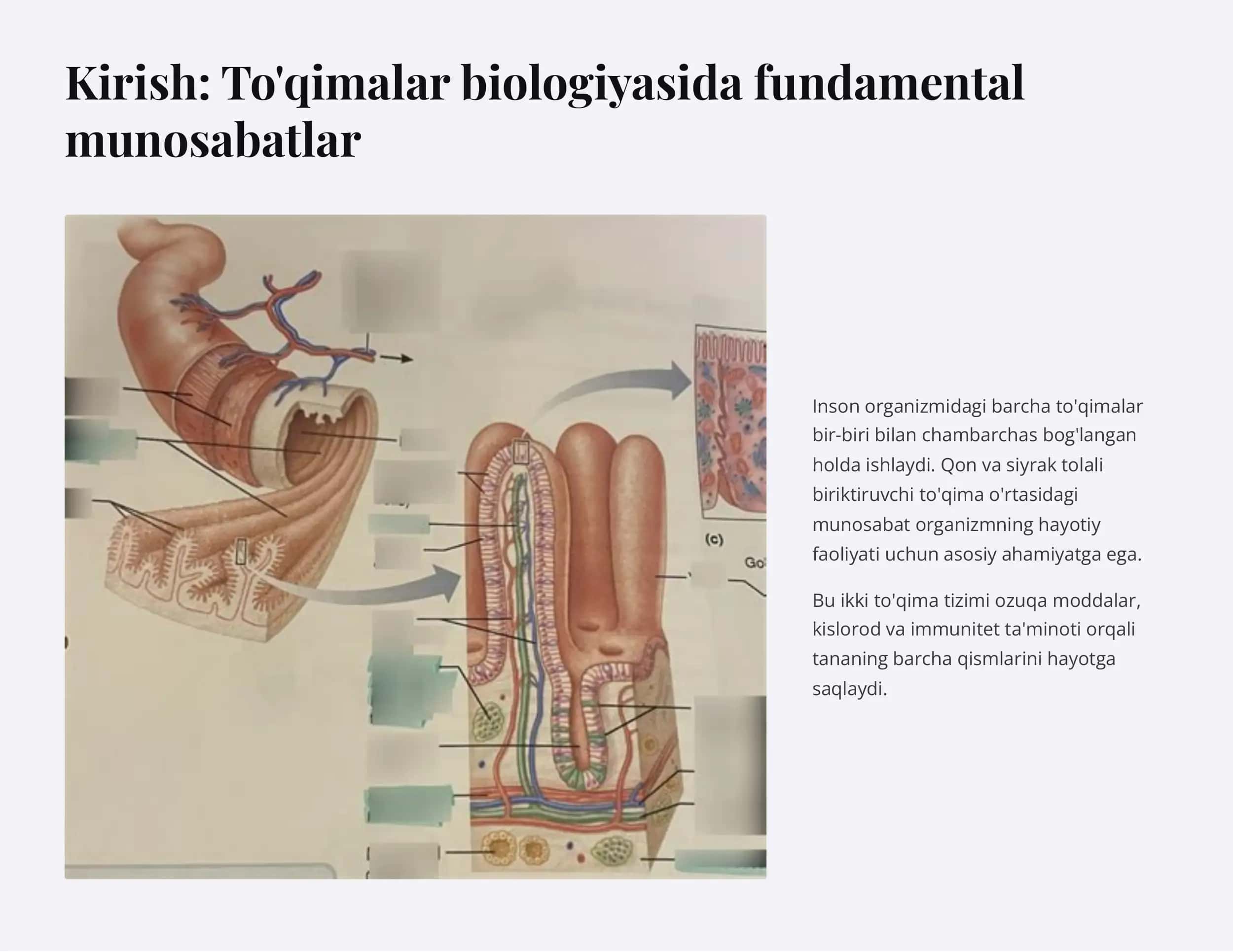 Qon va siyrak tolali biriktiruvchi to'qimalarning o'zaro munosabati 2