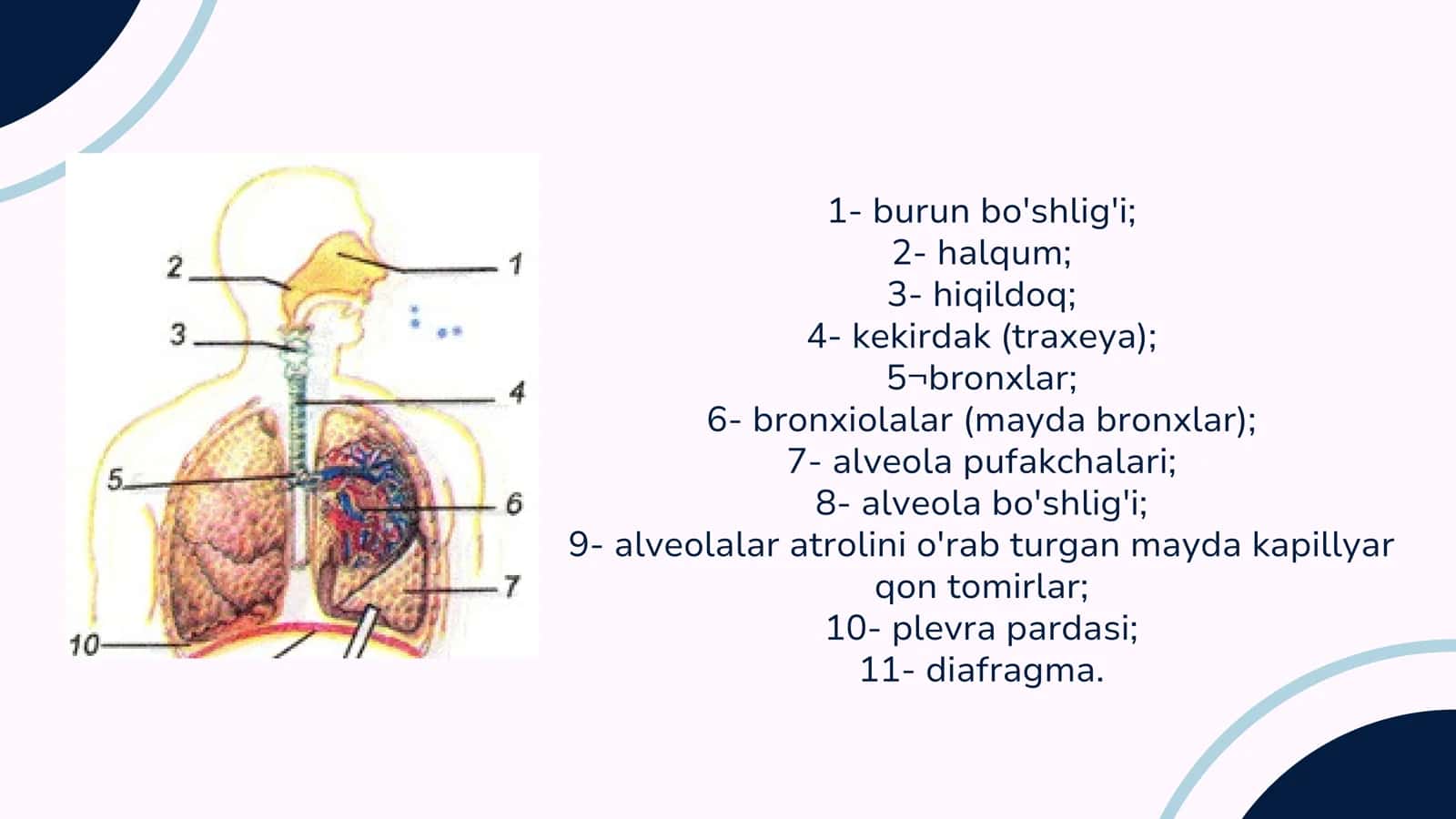 Nafas olish organlari va kasallikari va kamchiliklari 2